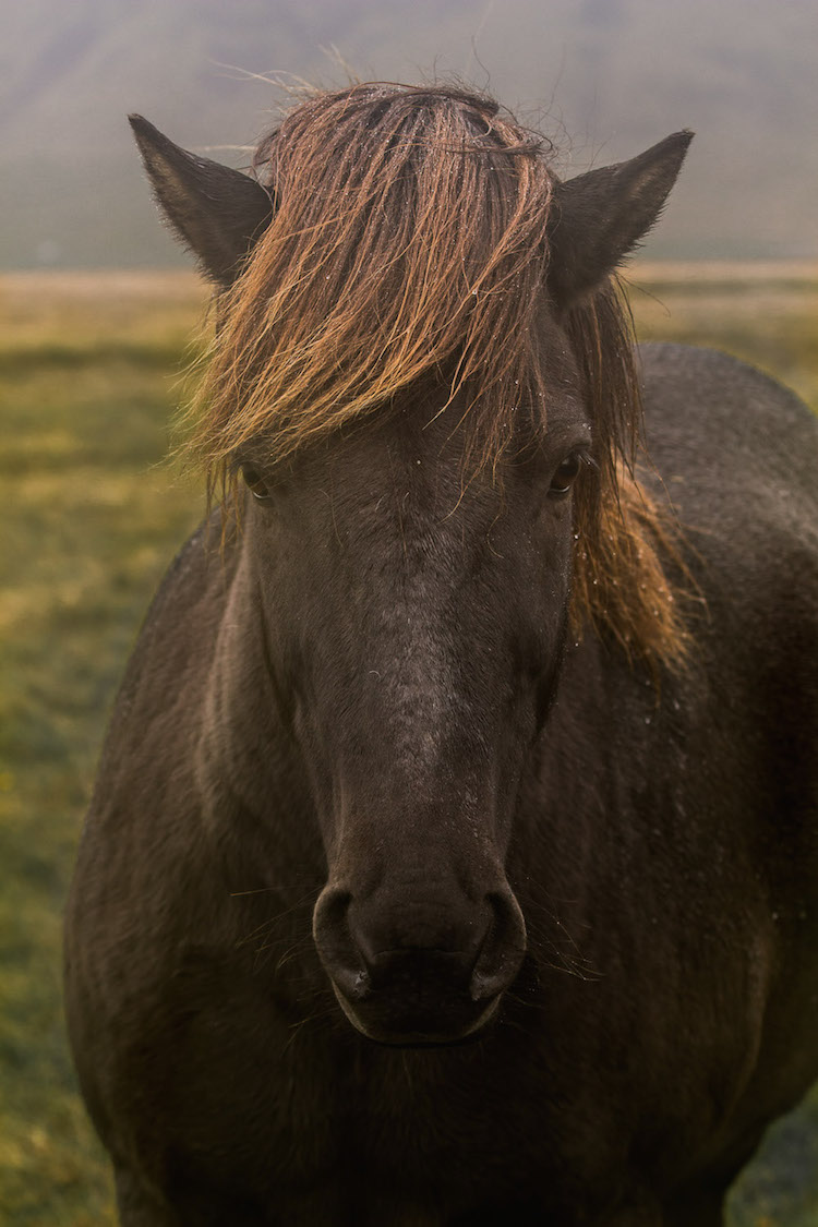 ijsland foto's paard