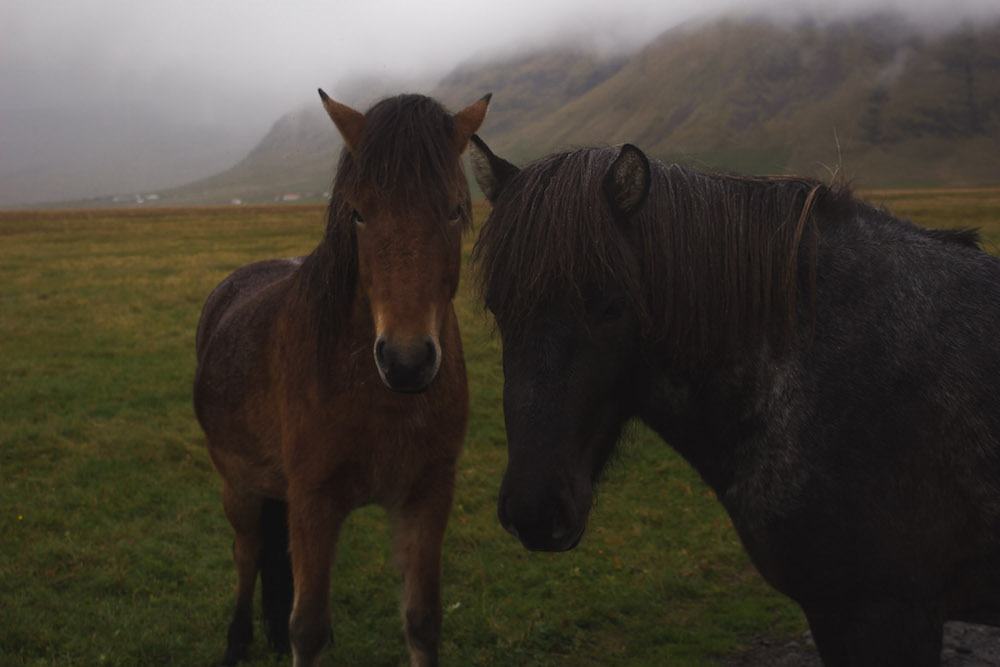 ijsland foto's paarden