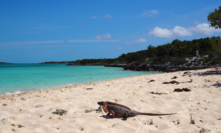 Iguana The Exumas bahamas