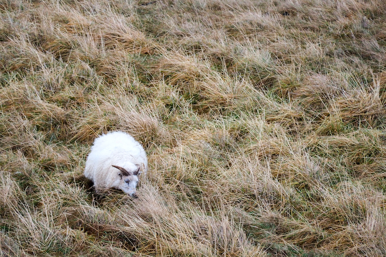 Ijsland schapen