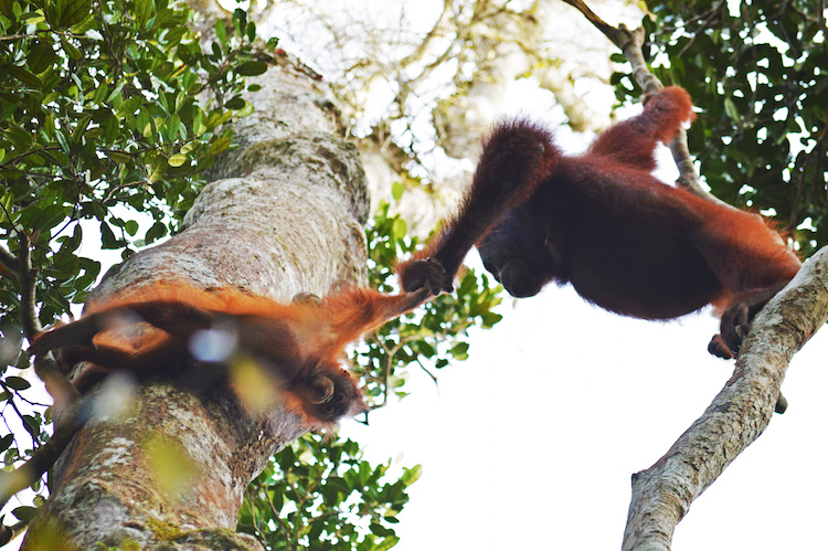 Indonesie Borneo jungle orang oetang