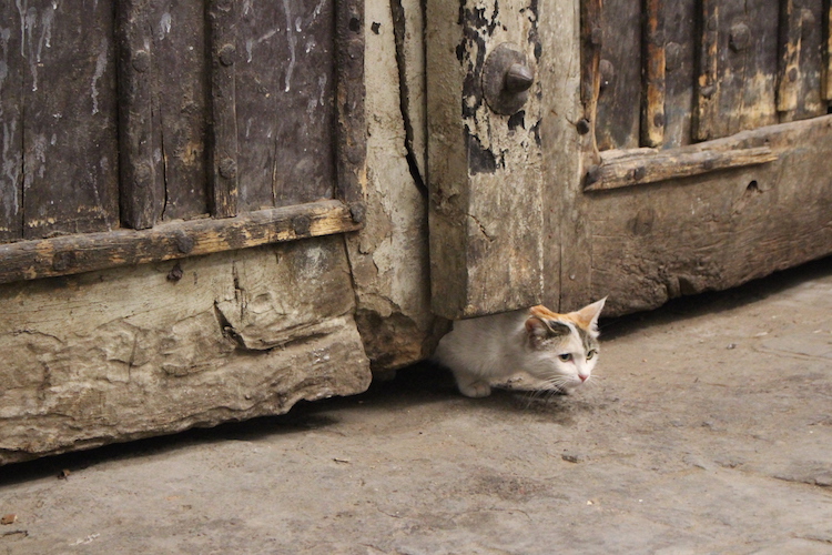 iran-kitten-yazd