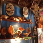 Isla Holbox Mexico schelpen