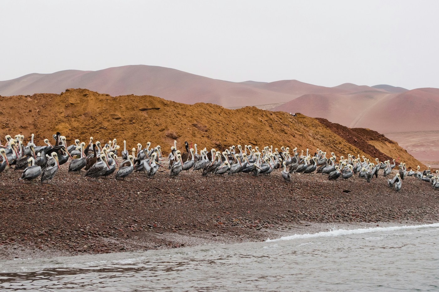 Islas Ballestas peru