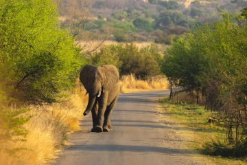 Johannesburg omgeving safari