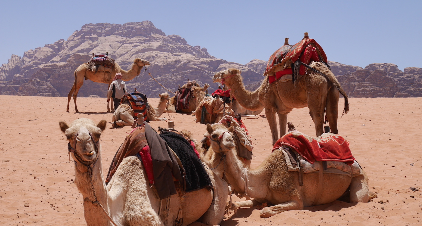 Jordanie veilig kamelen