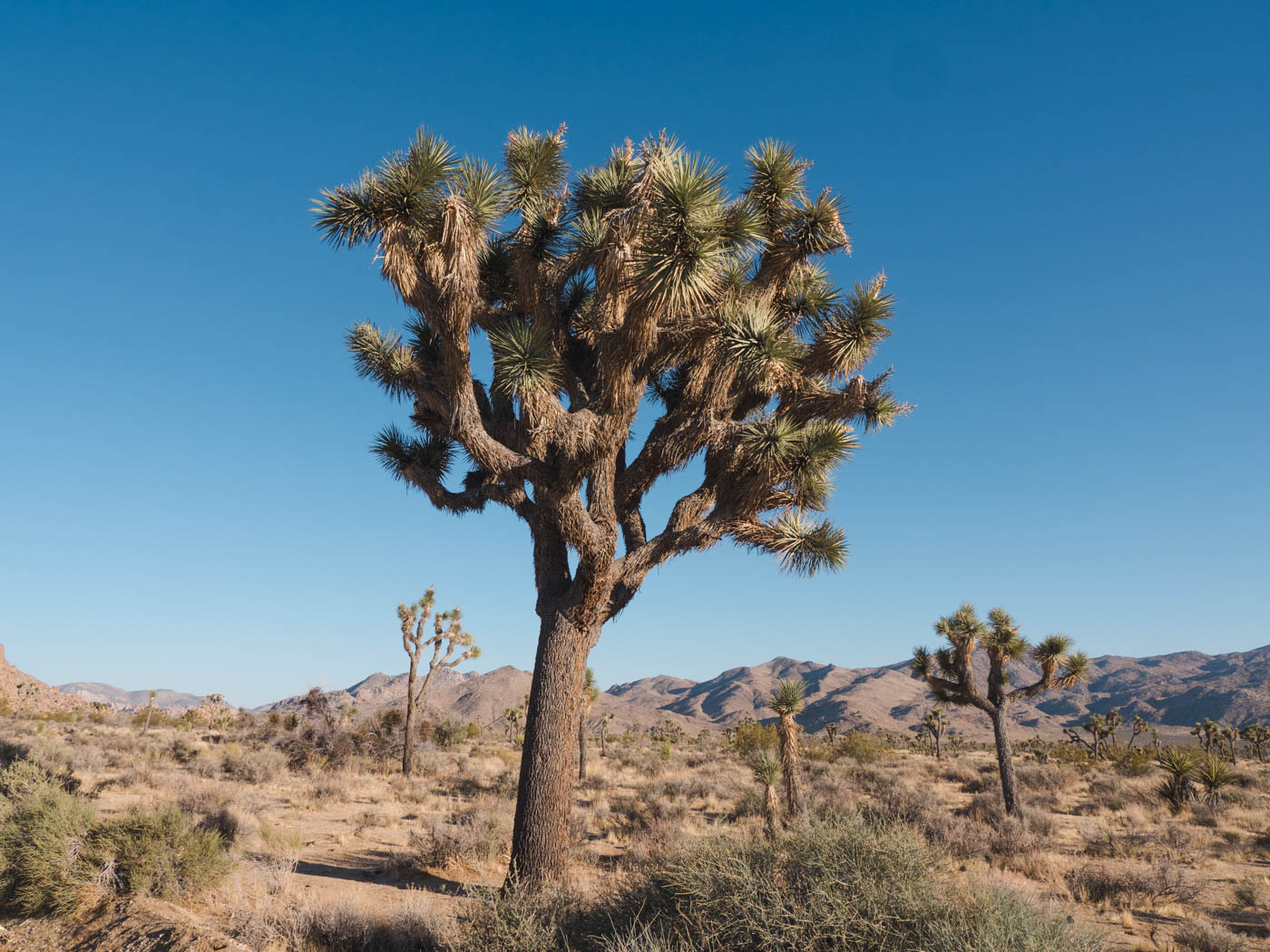 roadtrip amerika joshua tree mojave woestijn