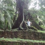 Jungle Palenque in mexico bomen