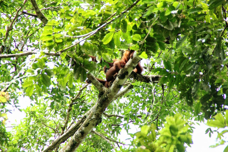 Jungle Sumatra Batu Katak orang oetang