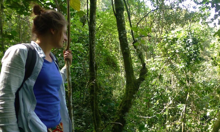 Jungle berggorilla's oeganda bezoeken