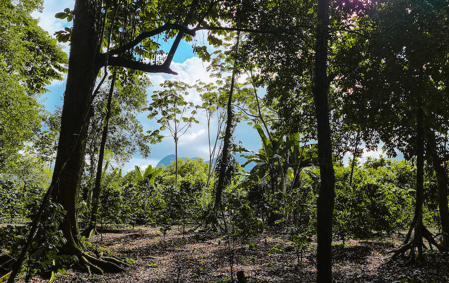 Jungle in La Fortuna