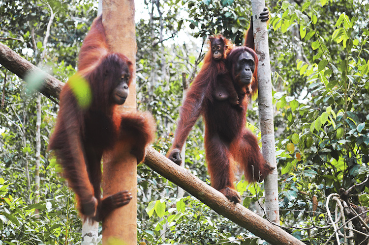 Jungle orang oetans