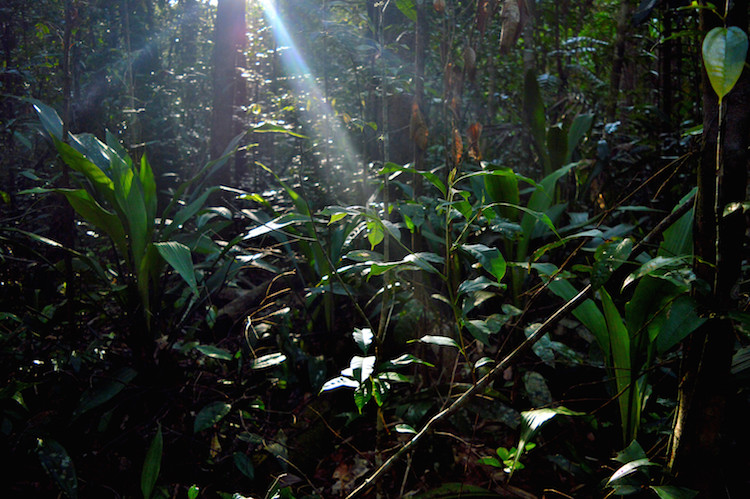 Jungle_borneo_planten