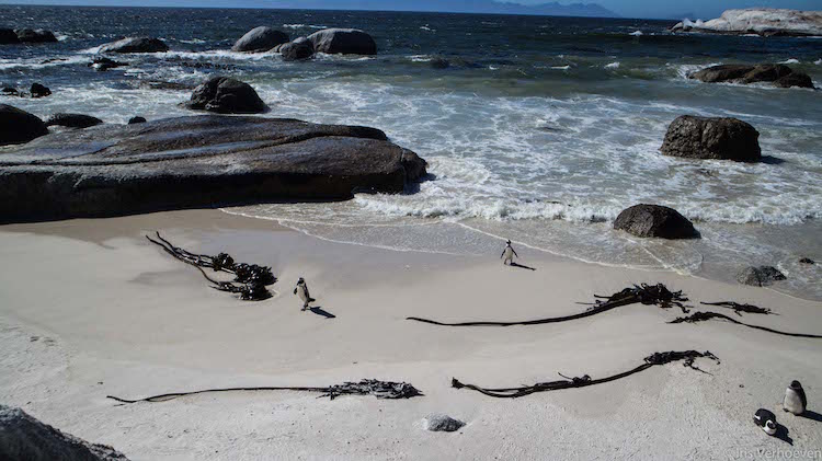 Kaapstad tips boulders beach