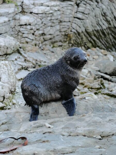 Kaikōura Peninsula Walkway baby zeehondje