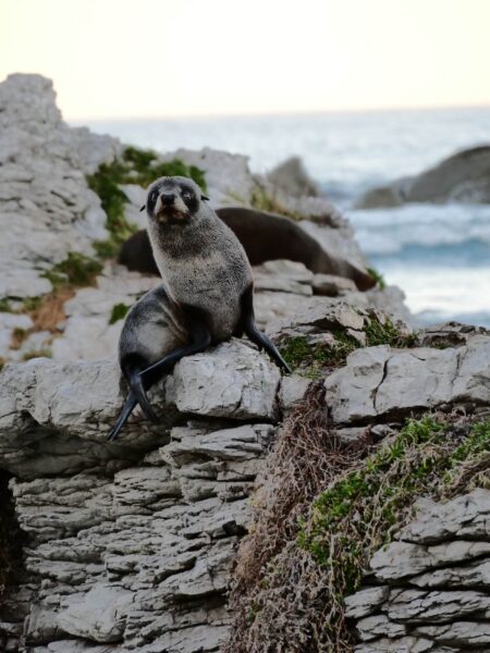 Kaikōura Peninsula Walkway baby zeeleeuw