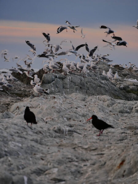 Kaikoura Peninsula Walkway vogels
