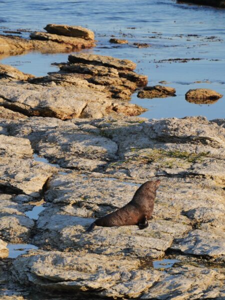 Kaikōura Peninsula Walkway zeehond