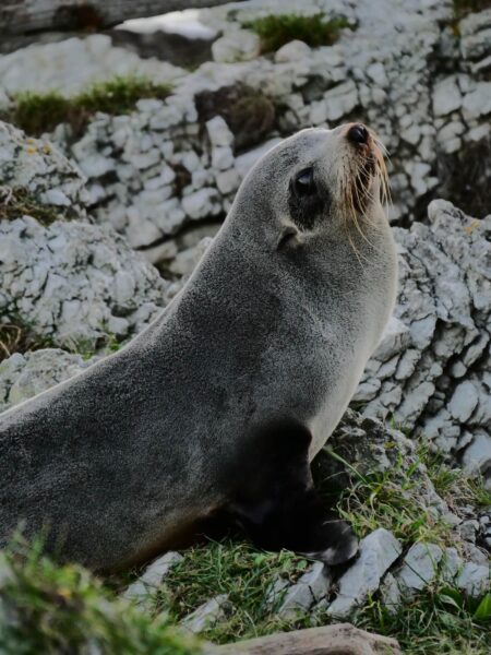Kaikōura Peninsula Walkway zeehondje