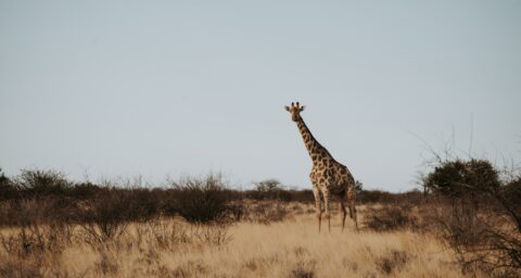Kalahari woestijn, giraffe