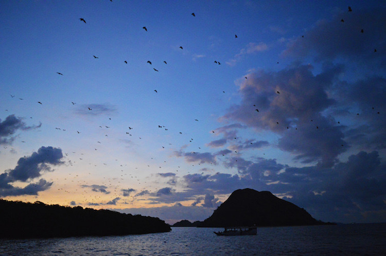 kalong-eiland-komodo-eilanden