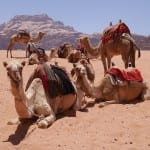 Kamelen in Wadi rum