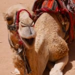 Kamelen kijken in Petra