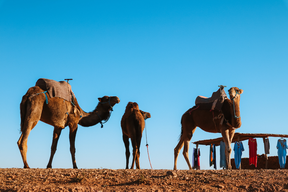 Kamelen woestijn