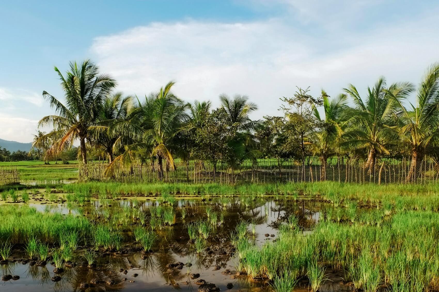 Kampot Cambodja bomen