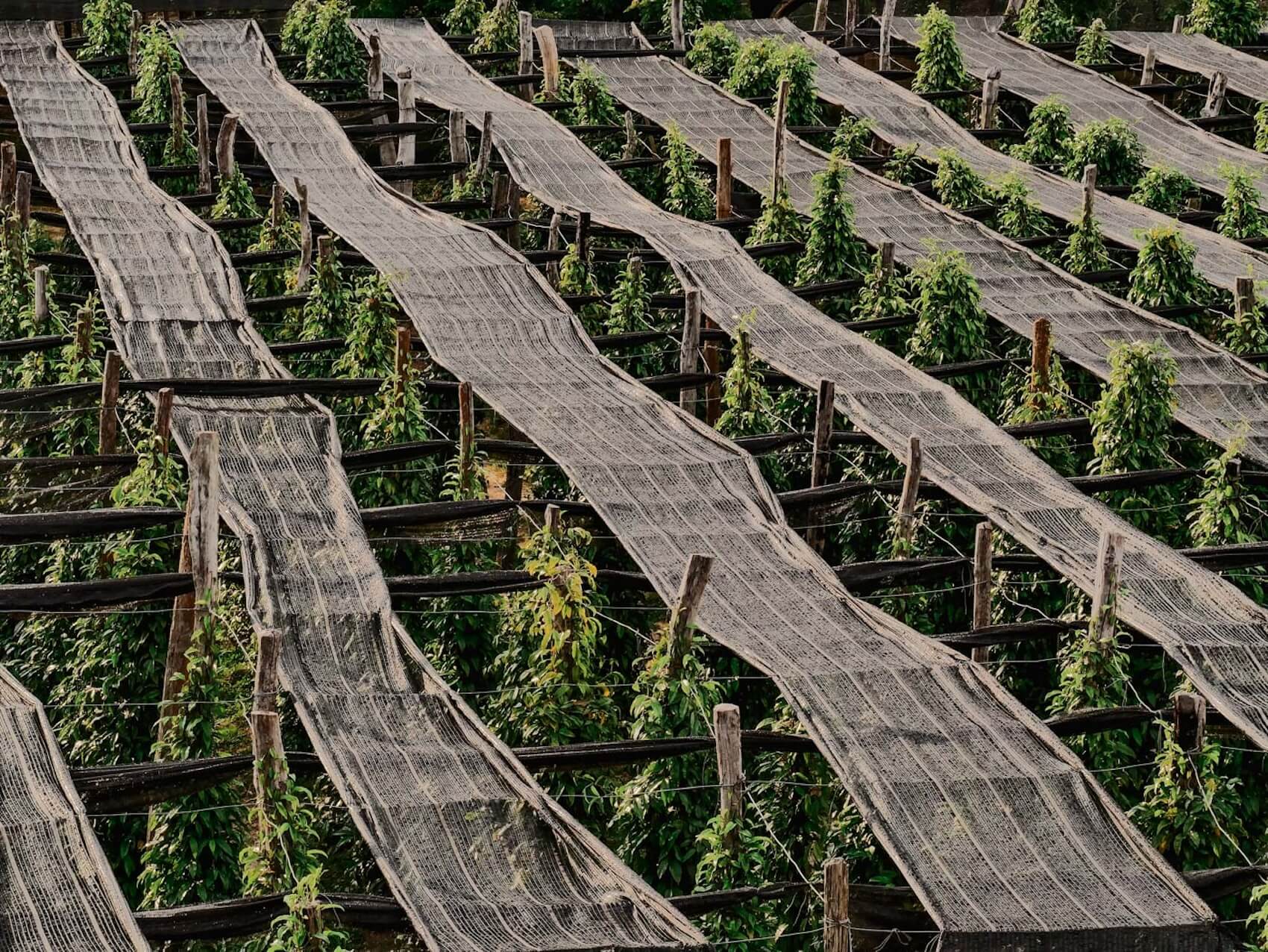 Kampot La Plantation, peper planten