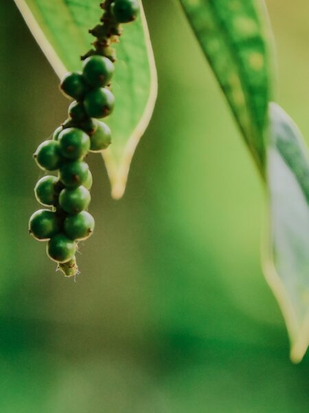 Kampot La Plantation peperplant