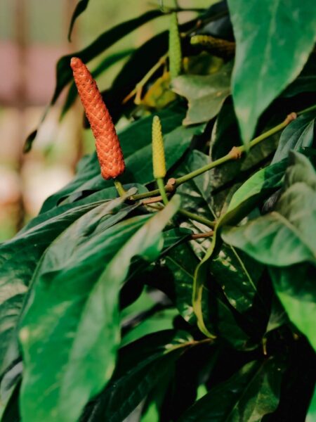 Kampot La Plantation plant