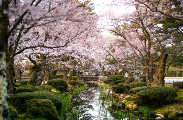 Kanazawa tuinen cherry blossom japan