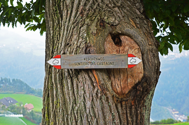 kastanjeroute-zuid-tirol-keschtnweg