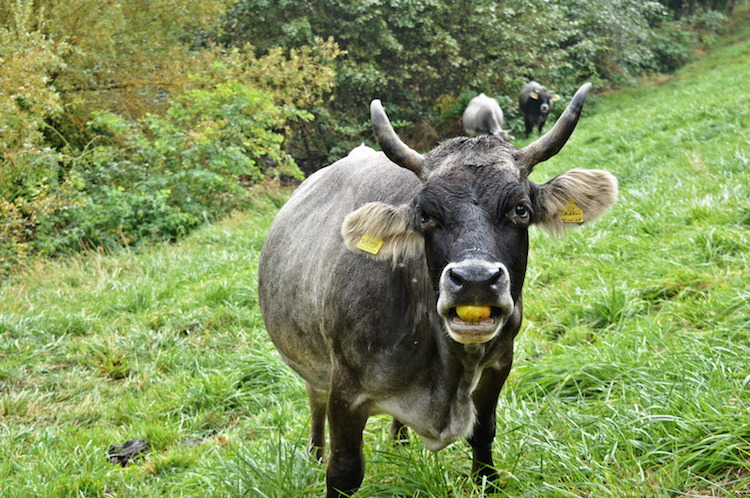kastanjeroute-zuid-tirol-koeien