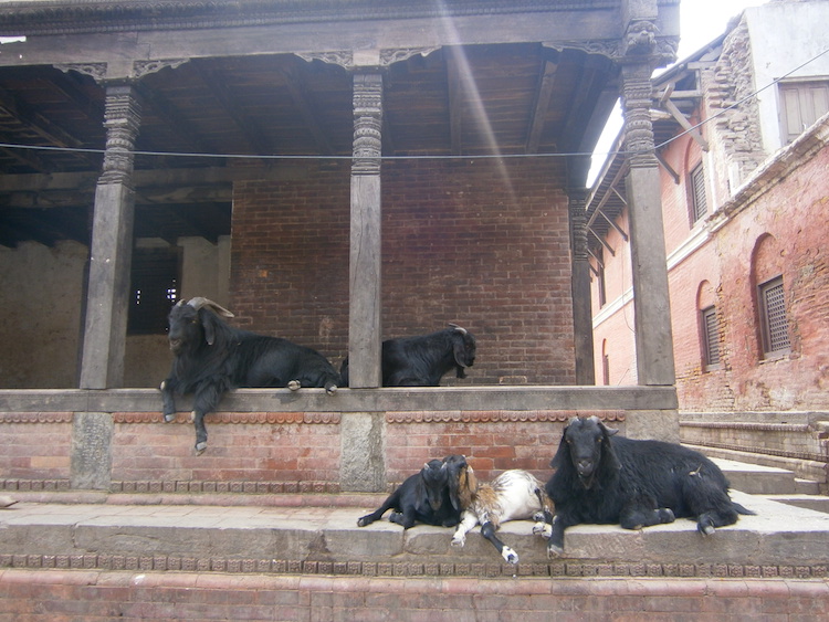 Kathmandu-dieren-nepal
