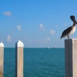 Key West Florida Keys pelikaan