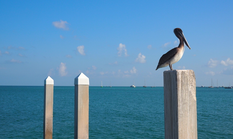 Key West Florida Keys pelikaan