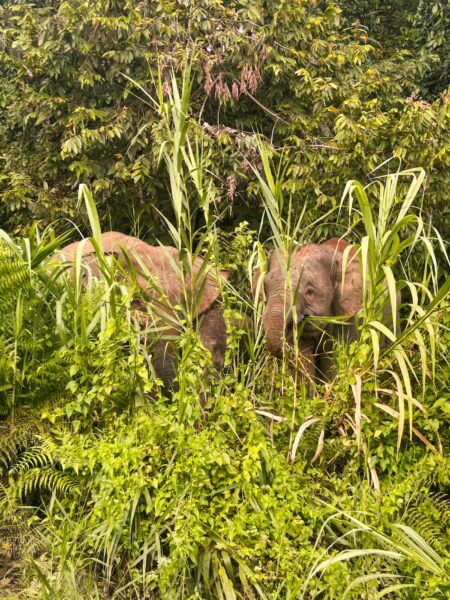 Kinabatangan rivier olifanten