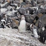 Penguin Boulders Beach