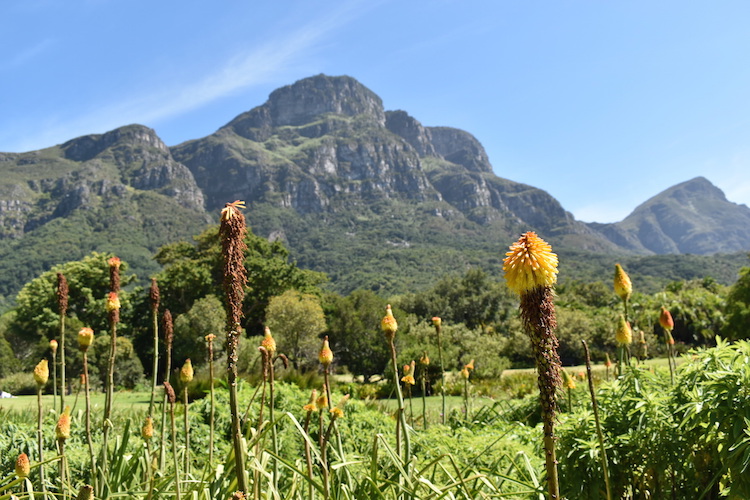 Kirstenbosch kaapstad