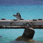 Klein Curacao pelikanen
