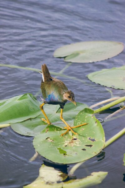 Klein vogeltje in Everglades