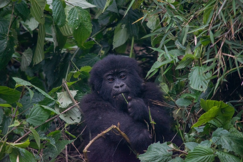 Kleine gorilla Rwanda bezienswaardigheden