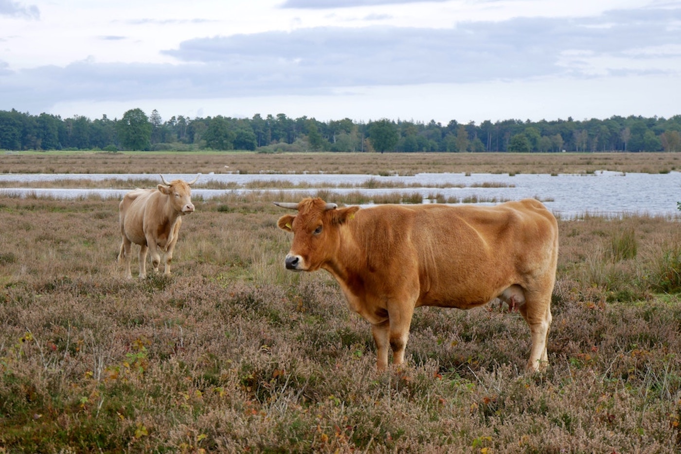Koeien in Drenthe