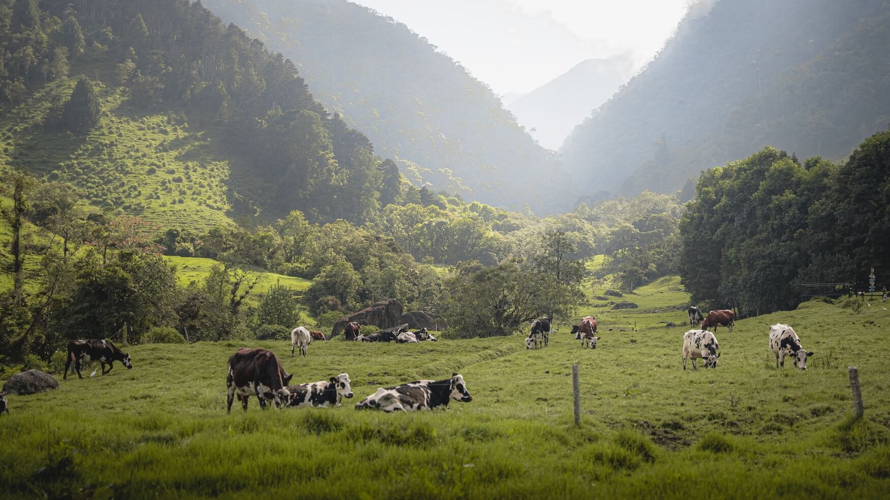 Koeien in de bergen, Valle de Cocora