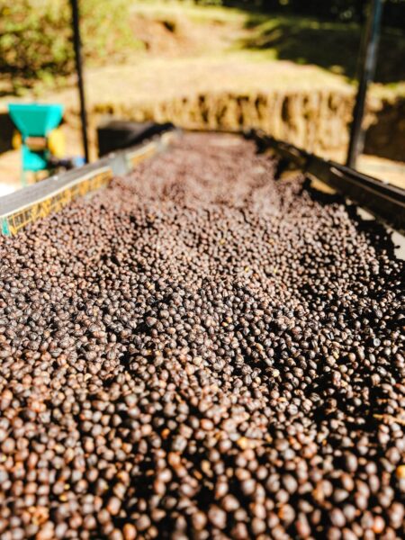 Koffietour Boquete, koffiebonen