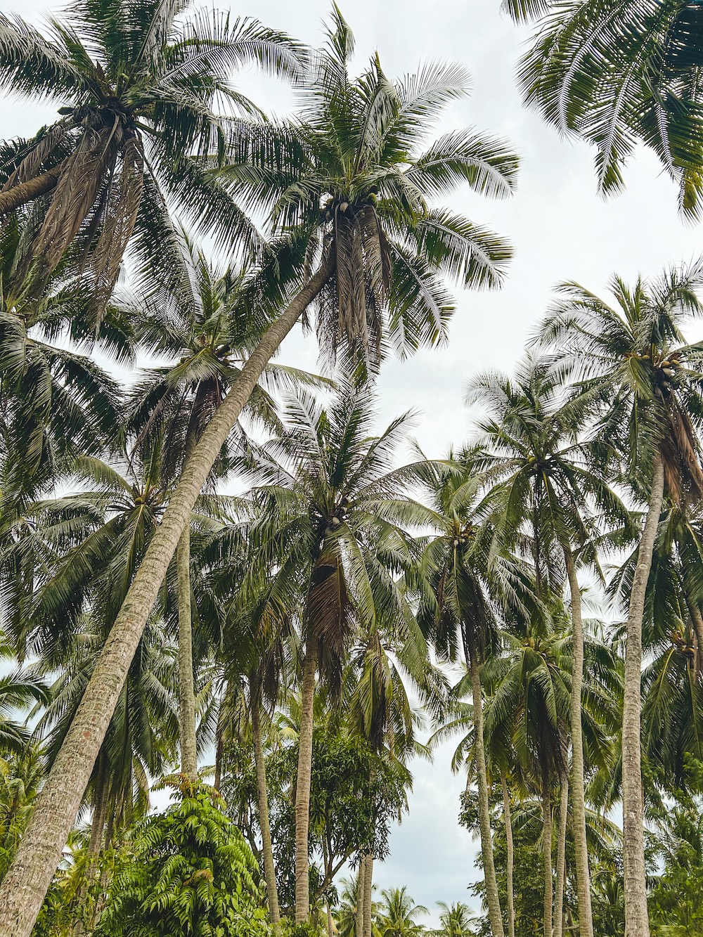 Koh Mook palmbomen