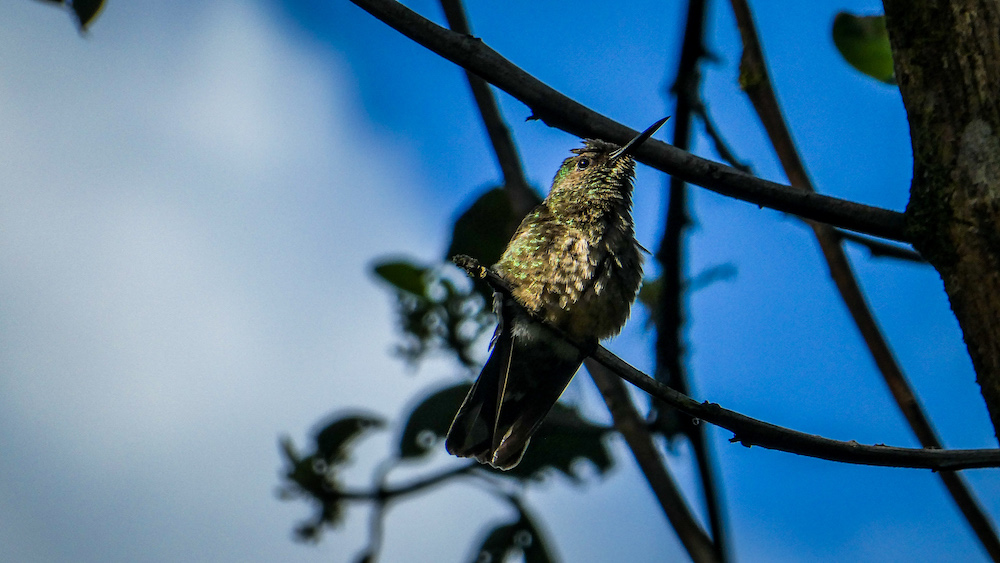 Kolibri Boca Tapada