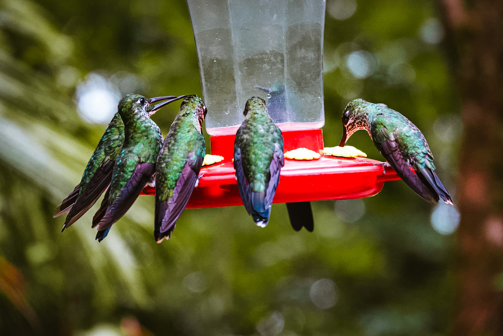 Kolibri Café, Monteverde